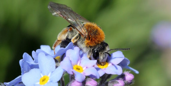 Sandbiene. Foto: Hans Jürgen Sessner